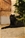 HERO - Triola Cane Corso